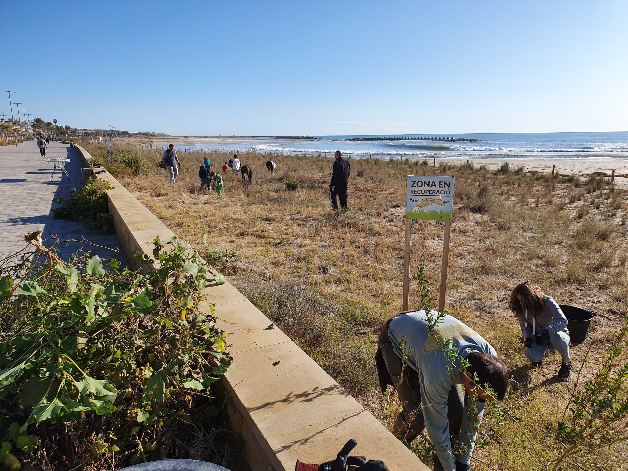 Segona jornada de voluntariat per protegir la zona dunar